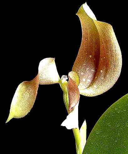 Bulbophyllum grandiflorum 